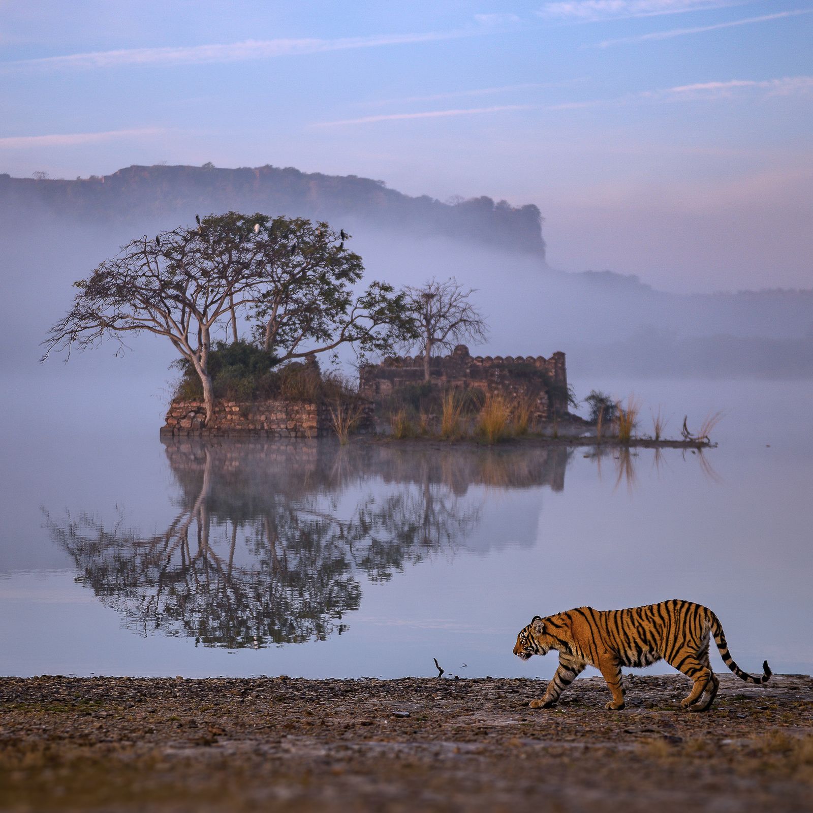 Ranthambore Tour Packages